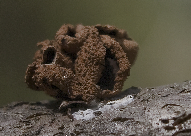 dutinovka otrubnatá Encoelia furfuracea (Roth) P. Karst.