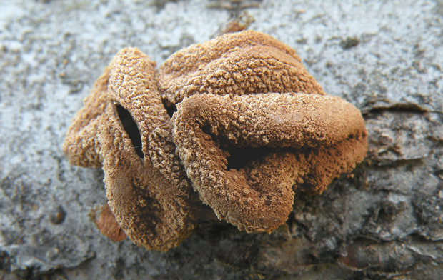 dutinovka otrubnatá Encoelia furfuracea (Roth) P. Karst.