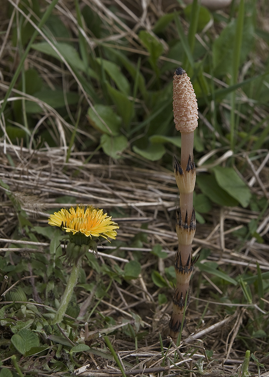 praslička roľná Equisetum arvense L.