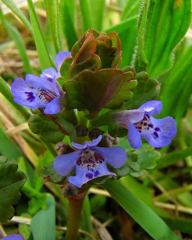 zádušník brečtanovitý Glechoma hederacea L.