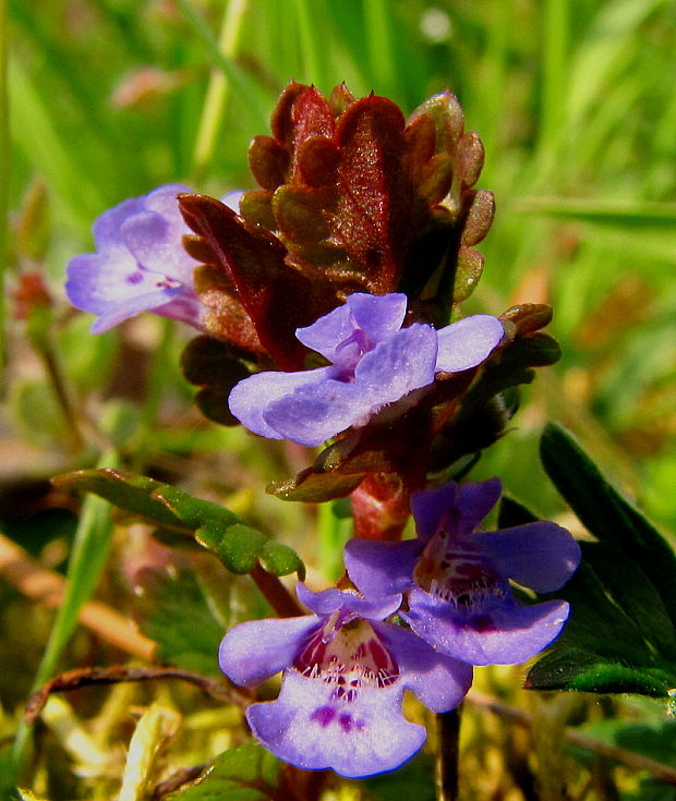 zádušník brečtanovitý Glechoma hederacea L.