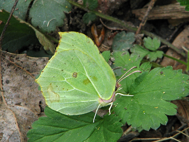 žltáčik rešetliakový  Gonepteryx rhamni  Linnaeus, 1758