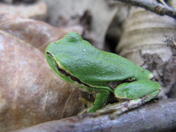 rosnička zelena Hyla arborea