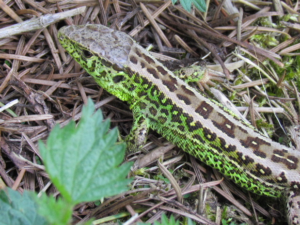 jašterička kratkohlava Lacerta agilis