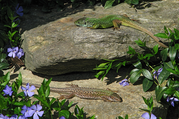 jašterica zelená  Lacerta viridis