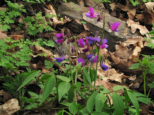 hrachor jarný Lathyrus vernus (L.) Bernh.