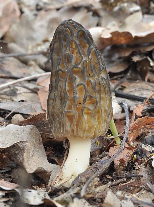 smrčok vysoký Morchella elata Fr.