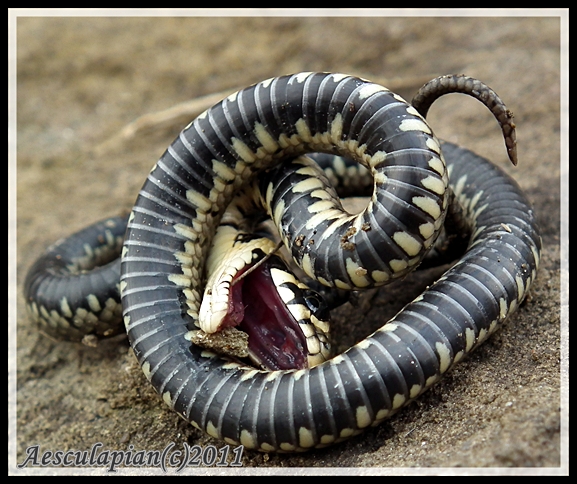 užovka obojková Natrix natrix