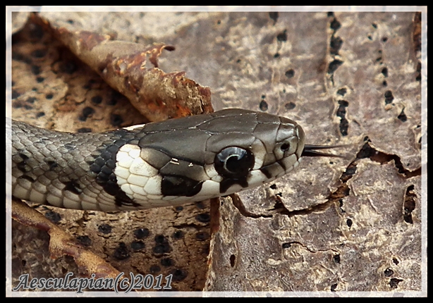 užovka obojková Natrix natrix