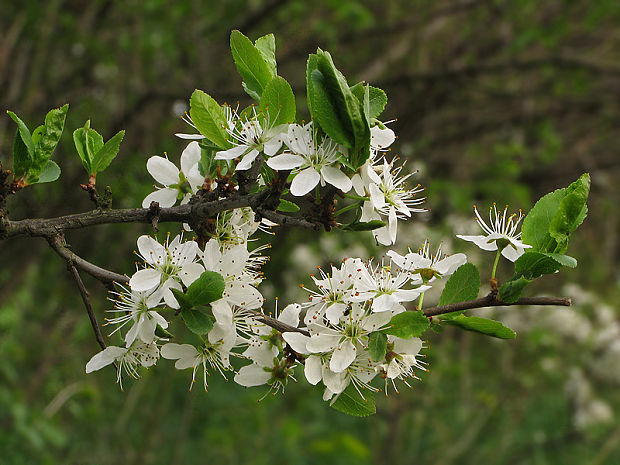 trnka obyčajná Prunus spinosa L.