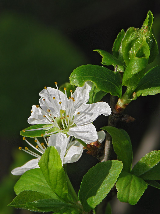 trnka obyčajná Prunus spinosa L.