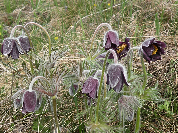 poniklec lúčny český Pulsatilla pratensis subsp. bohemica Skalický