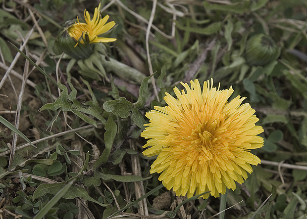 púpava lekárska Taraxacum officinale (L.) Weber ex F.H.Wigg