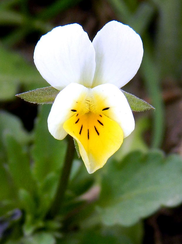 fialka roľná Viola arvensis Murray