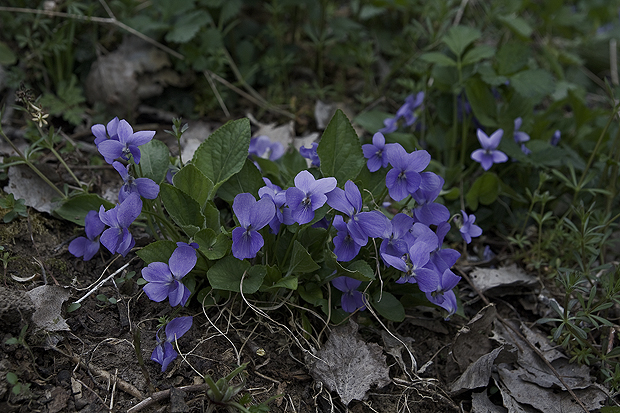 fialka voňavá Viola odorata L.