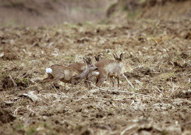 srnec lesný capreolus capreolus