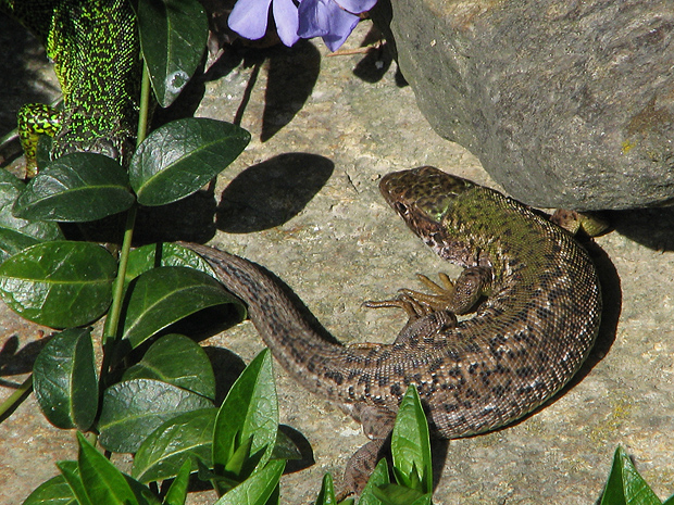 jašterica zelená (Lacerta viridis jašterica zelená (Lacerta viridis