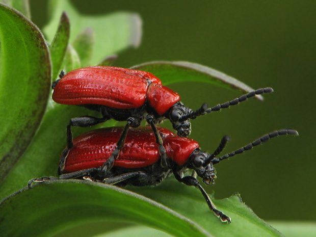 ľaliovník obyčajný (Lilioceris lilii ľaliovník obyčajný (Lilioceris lilii