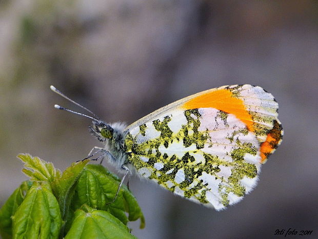 mlynárik žeruchový Anthocharis cardamines