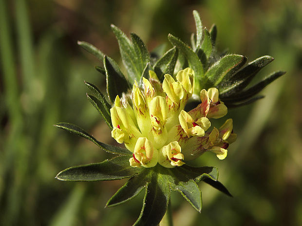 bôľhoj lekársky Anthyllis vulneraria L.