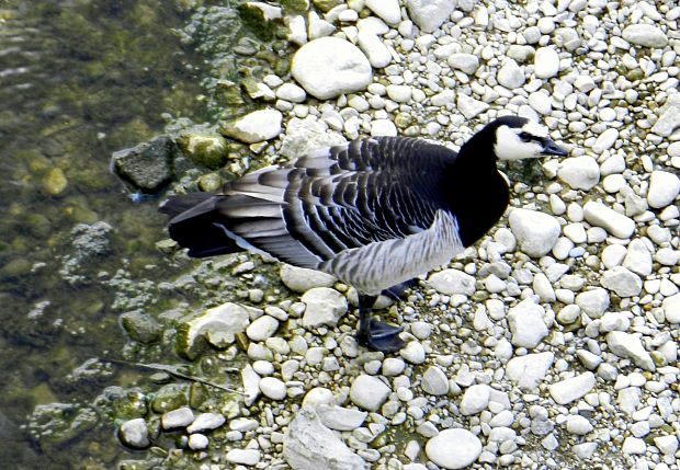 bernikla bielolíca  Branta leucopsis