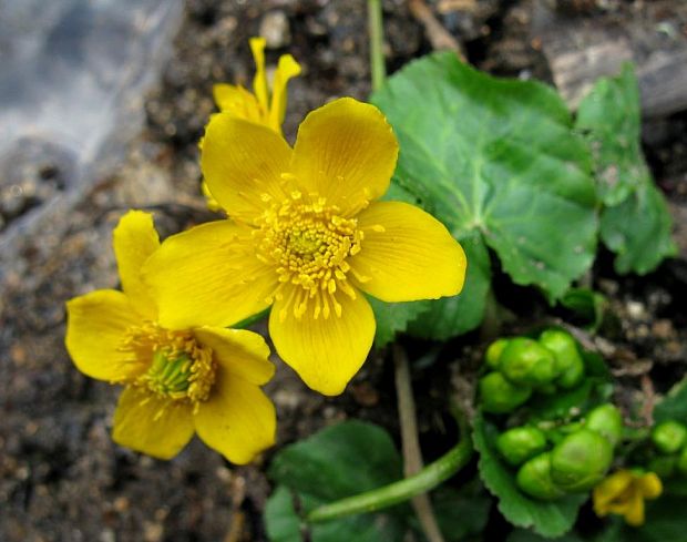 záružlie močiarne Caltha palustris L.