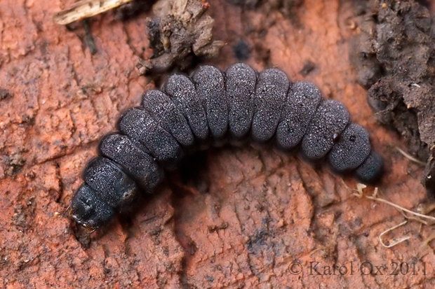 snehuľčík (larva) Cantharidae