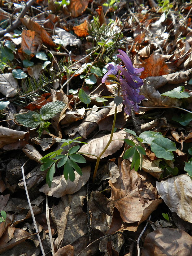 chochlačka plná Corydalis solida (L.) Clairv.