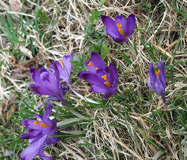 šafran Crocus sp.