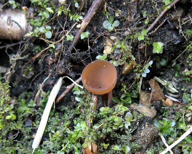 hľuznatka veternicová Dumontinia tuberosa (Bull.) L.M. Kohn