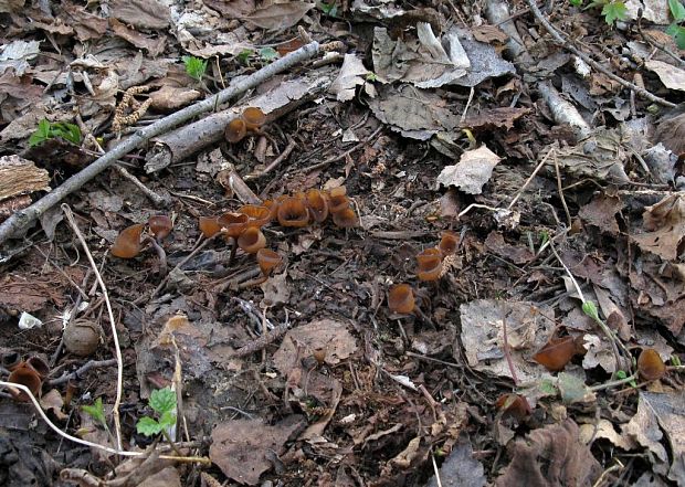 hľuznatka veternicová Dumontinia tuberosa (Bull.) L.M. Kohn