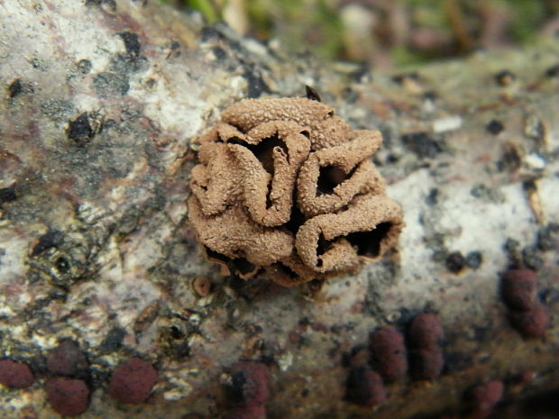 dutinovka otrubnatá Encoelia furfuracea (Roth) P. Karst.