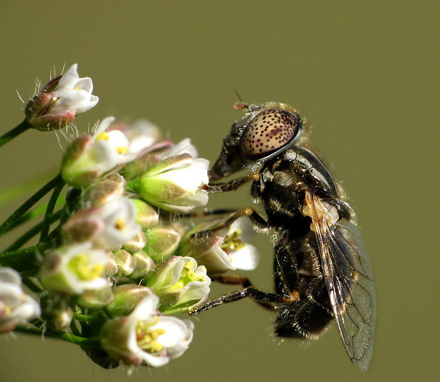 pestrica Evistalinus cf aeneus