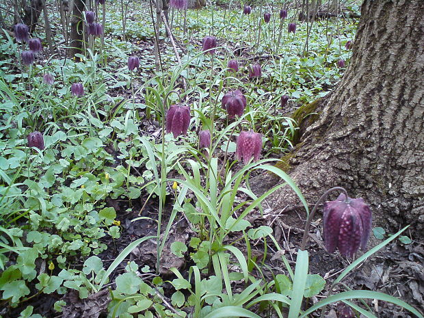 korunkovka strakatá Fritillaria meleagris L.