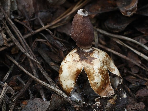 hviezdovka štvorcípová Geastrum quadrifidum DC. ex Pers.