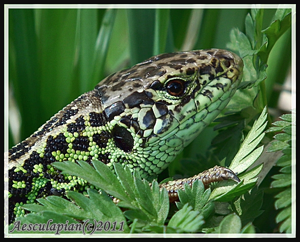 jašterica krátkohlavá Lacerta agilis