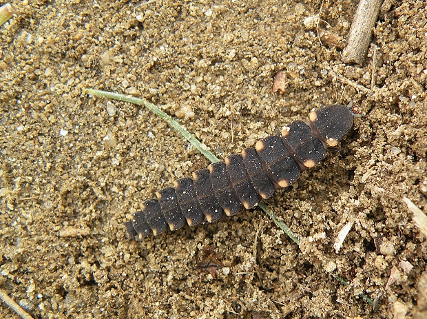 larva svetlušky Lampyris noctiluca