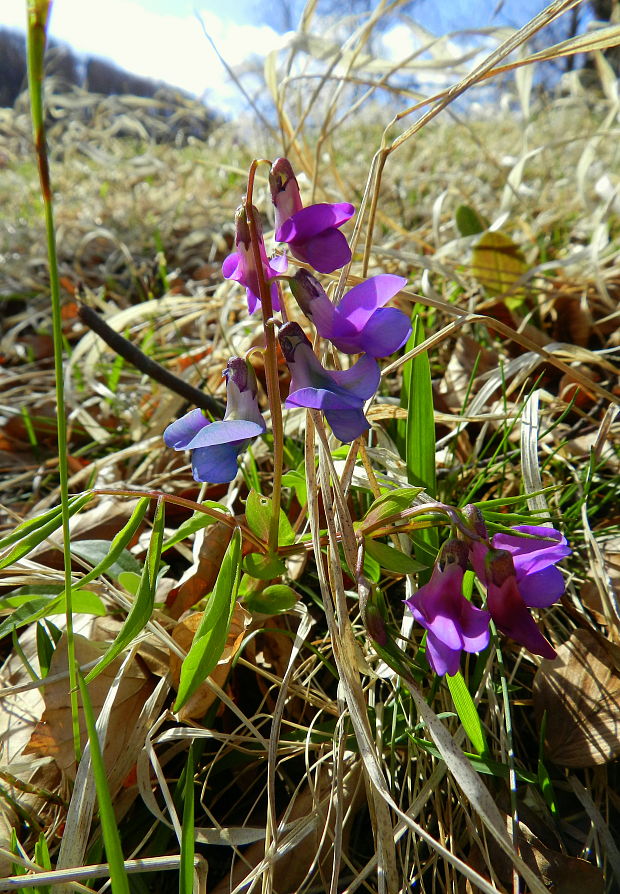 hrachor jarný Lathyrus vernus (L.) Bernh.