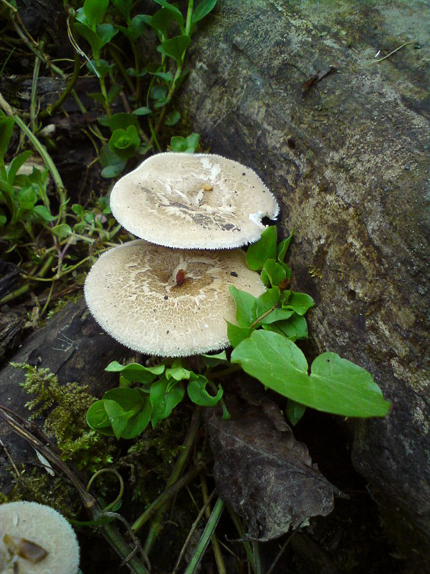 trúdnik plástovitý Lentinus arcularius (Batsch) Zmitr.