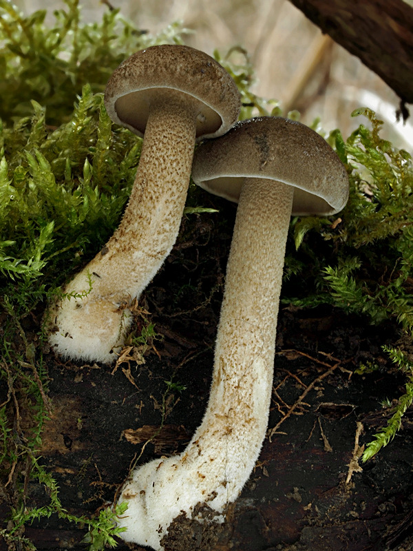 trúdnik strapkatý Lentinus substrictus (Bolton) Zmitr. & Kovalenko