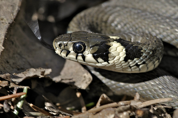 užovka obojková Natrix natrix