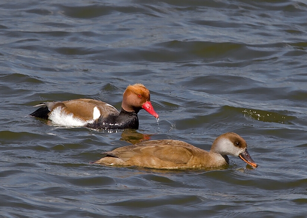 hrdzavka potápavá Netta rufina