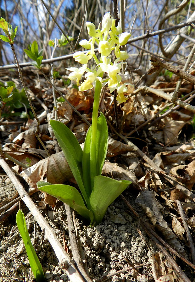 vstavač bledý Orchis pallens L.