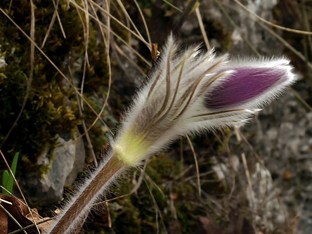 poniklec veľkokvetý Pulsatilla grandis Wender.