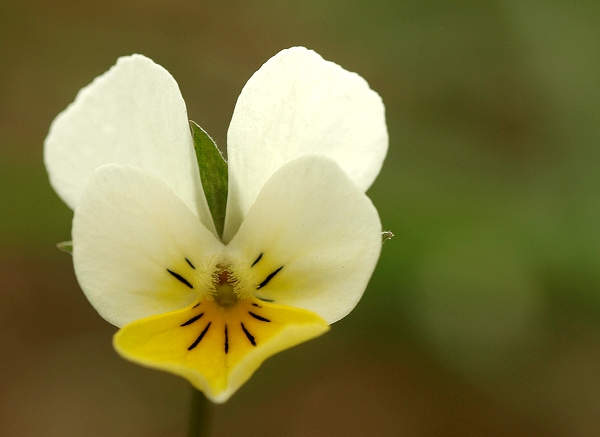 fialka roľná Viola arvensis Murray