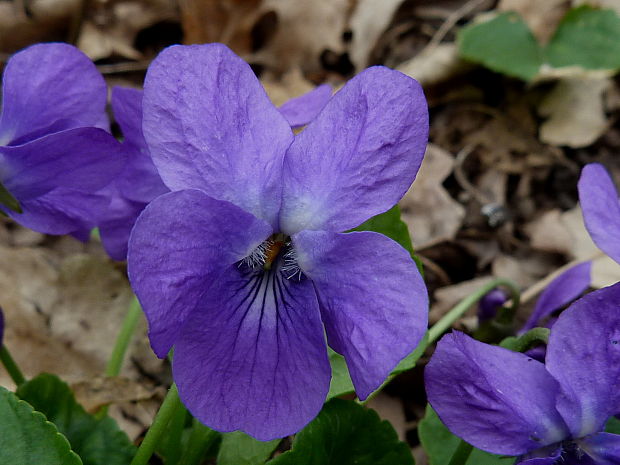 fialka Viola sp.