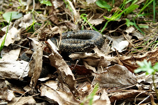 vretenica obyčajna Vipera berus