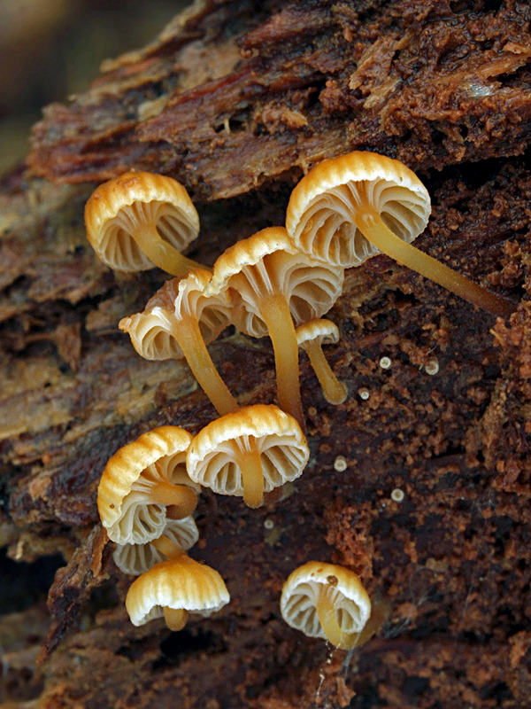 tanečnička zvončekovitá Xeromphalina campanella (Batsch) Maire