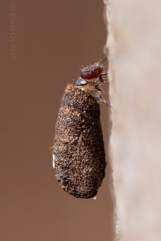 larva cf. Clytrinae