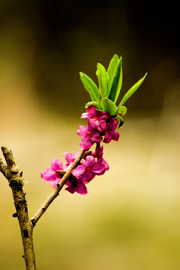 lykovec jedovatý (Daphne mezereum L.)